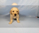 Small #5 Golden Retriever
