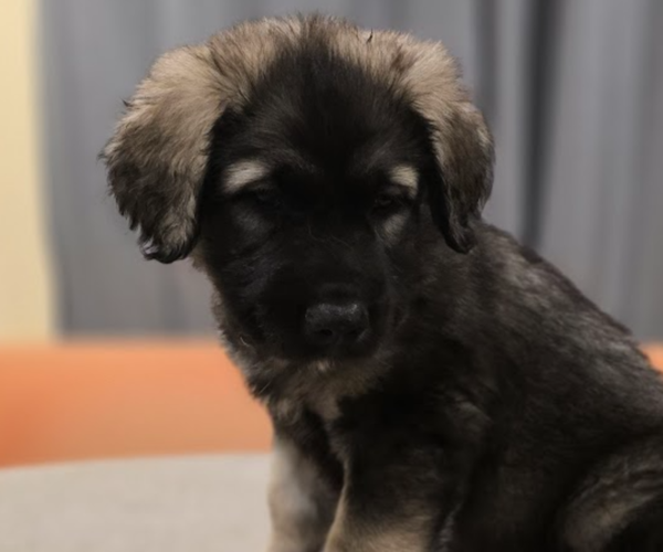 Medium Photo #5 Alaskan Malamute-Mastiff Mix Puppy For Sale in OMAHA, NE, USA