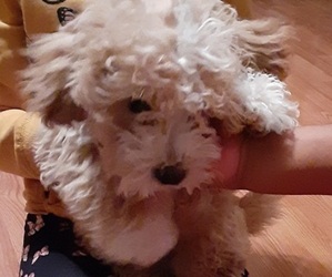 ShihPoo Puppy for sale in CONYERS, GA, USA