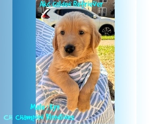 Golden Retriever Puppy for sale in SUGAR LAND, TX, USA