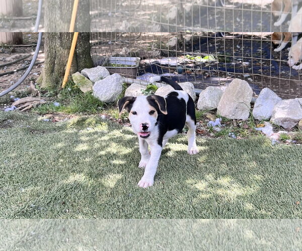 Medium Photo #1 Staffordshire Bull Terrier-Unknown Mix Puppy For Sale in Tracy City, TN, USA