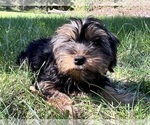 Small Photo #11 Yorkshire Terrier Puppy For Sale in DURHAM, CT, USA