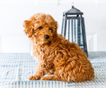 Small Photo #10 Poodle (Toy) Puppy For Sale in WAKARUSA, IN, USA