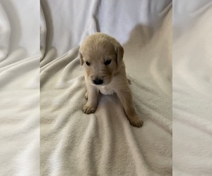 Golden Retriever Puppy for sale in BARDSTOWN, KY, USA