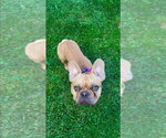 Small #1 French Bulldog