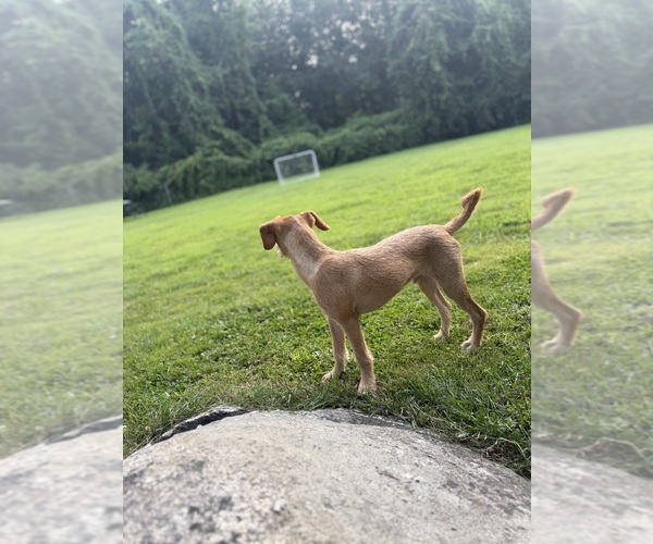 Medium Photo #7 Chi-Poo (Miniature) Puppy For Sale in BROCKTON, MA, USA