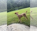 Small #6 Chi-Poo (Miniature)