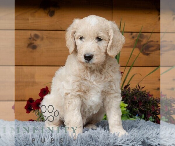 Medium Photo #4 Goldendoodle Puppy For Sale in ROARING SPRING, PA, USA