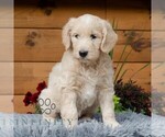 Small #3 Goldendoodle