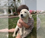Puppy Kay Nine English Cream Golden Retriever