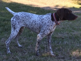Mother of the German Shorthaired Pointer puppies born on 06/13/2017