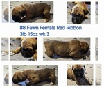 Small Photo #4 Boxer Puppy For Sale in LINN GROVE, IN, USA