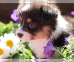 Small Photo #7 Pembroke Welsh Corgi Puppy For Sale in SPRINGFIELD, MO, USA