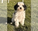 Small Photo #4 Miniature Bernedoodle Puppy For Sale in LONGMONT, CO, USA