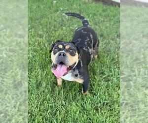 Medium American Bulldog