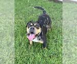 Small American Bulldog