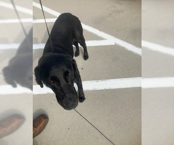 Medium Photo #1 Labrador Retriever Puppy For Sale in Baytown, TX, USA