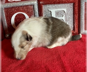 Shetland Sheepdog Puppy for sale in FORT MORGAN, CO, USA