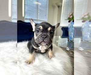 French Bulldog Puppy for sale in MIAMI, FL, USA