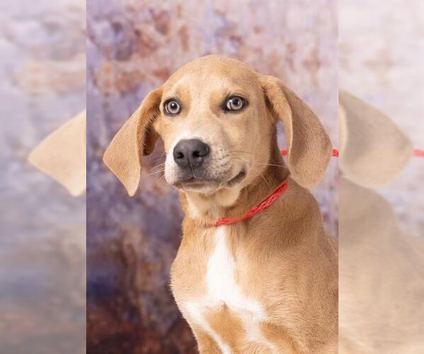 Medium Photo #2 Catahoula Leopard Dog-Unknown Mix Puppy For Sale in Olathe, KS, USA