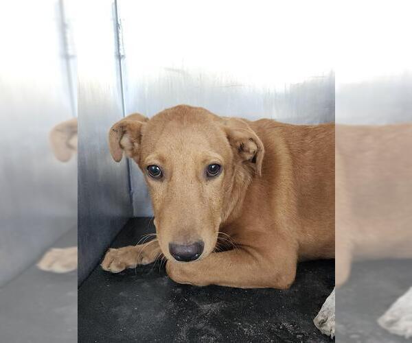 Medium Photo #1 Labrador Retriever-Unknown Mix Puppy For Sale in San Antonio, TX, USA