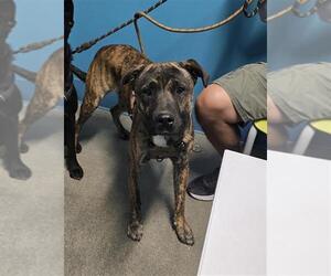 Labrador Retriever Dogs for adoption in Houston, TX, USA