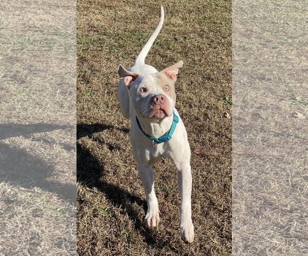 Medium Photo #5 American Pit Bull Terrier-Unknown Mix Puppy For Sale in Virginia Beach, VA, USA