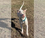Small #4 American Pit Bull Terrier Mix