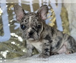 Small Photo #9 French Bulldog Puppy For Sale in HAMDEN, CT, USA