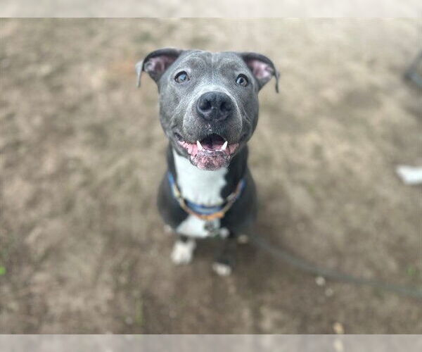 Medium Photo #5 American Pit Bull Terrier-Unknown Mix Puppy For Sale in Ocala, FL, USA