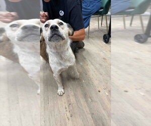 Mutt Dogs for adoption in Calgary, Alberta, Canada