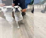 Darla - Female Mutt Dog for Adoption - Small photo
