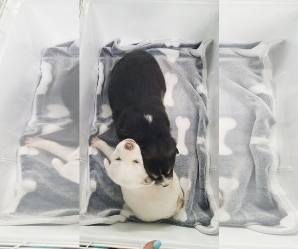 Medium Photo #21 Great Pyrenees-Unknown Mix Puppy For Sale in Houston, TX, USA