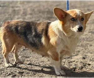 Mother of the Pembroke Welsh Corgi puppies born on 06/22/2025