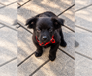 Nyx - Male Shih Tzu-Unknown Mix Dog for Adoption - Photo #4