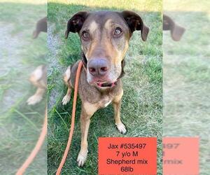 Doberman Pinscher-German Shepherd Dog Mix Dogs for adoption in Lee's Summit, MO, USA