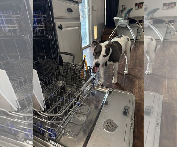 Medium Photo #27 American Pit Bull Terrier-Unknown Mix Puppy For Sale in Germantown, OH, USA