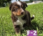 Small #4 Miniature Australian Shepherd