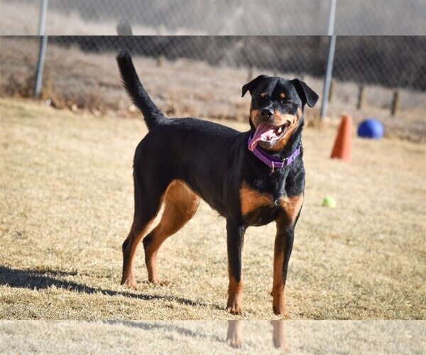 Medium Photo #4 Rottweiler Puppy For Sale in Mills, WY, USA