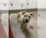 SHEBA - Female Mastiff-Unknown Mix Dog for Adoption - Small photo