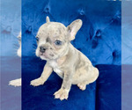 Small Photo #2 French Bulldog Puppy For Sale in TERRACE PARK, OH, USA