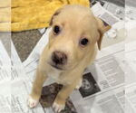 Small #4 Catahoula Leopard Dog-Labrador Retriever Mix