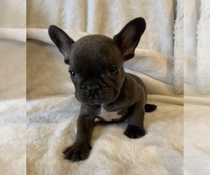French Bulldog Puppy for sale in JOHNS ISLAND, SC, USA