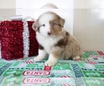Puppy 4 Miniature Australian Shepherd