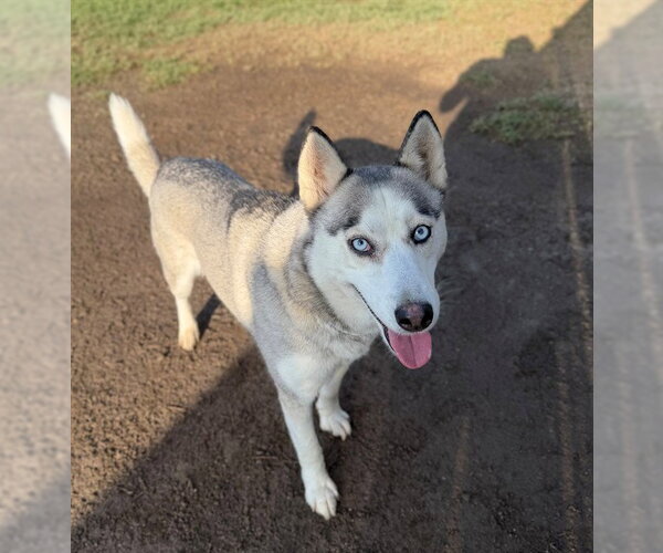 Medium Photo #2 Siberian Husky Puppy For Sale in Riverside, CA, USA