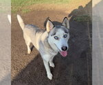 Small #1 Siberian Husky