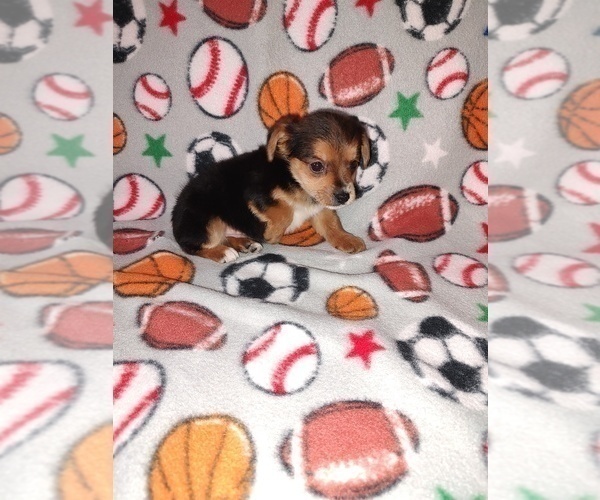 Medium Photo #3 YorkiePoo Puppy For Sale in LAPEER, MI, USA