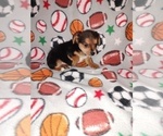 Small Photo #3 YorkiePoo Puppy For Sale in LAPEER, MI, USA