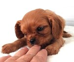 Small #3 Cavalier King Charles Spaniel