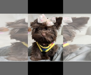 Yorkshire Terrier Puppy for sale in CEDAR LAKE, IN, USA